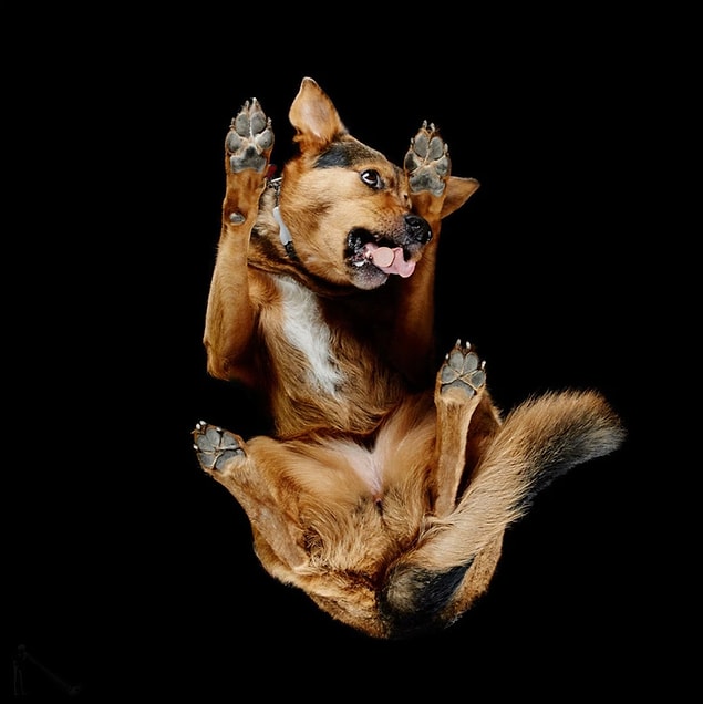 24. Bir köpeğin alttan görünüşü.