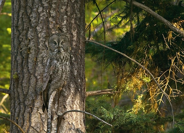 1. Итак, нашли животное на этой картинке?