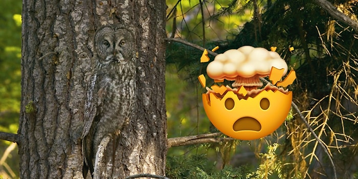 Если вы найдете замаскированных животных на этих 8 картинках, то вашему зрению многие могут позавидовать