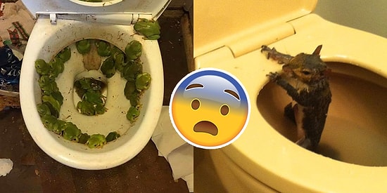 12 пугающих фото уборных, которые людям с тонкой душевной организацией лучше пропустить