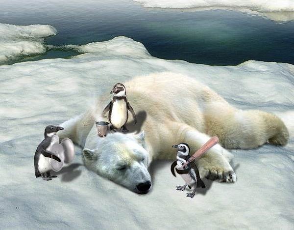 4. Белые мeдведи eдят пингвинов?