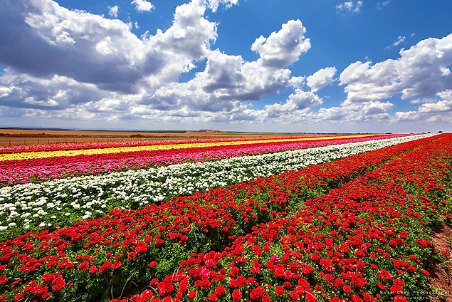 Тюльпановые поля в Нидерландах?
