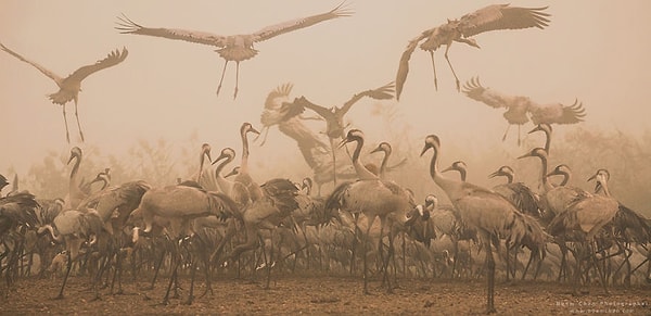 19. Африканское сафари?