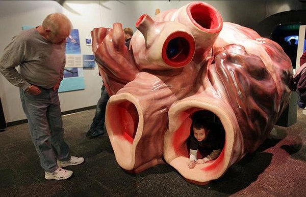 13. Сердце белого кита по размерам сопоставимо с Фолькцваген-Жук.