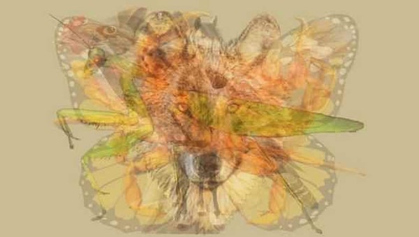 Итак, взгляните на эту необычную картинку и скажите: что вы видите?