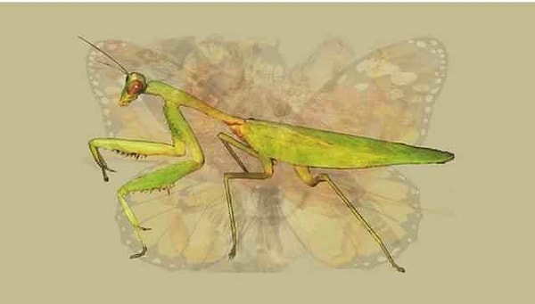 Вы видите кузнечика?