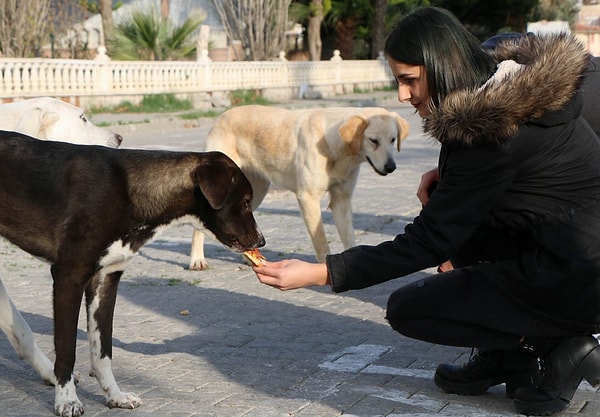 3. В Турции серьезно относятся к бездомным животным