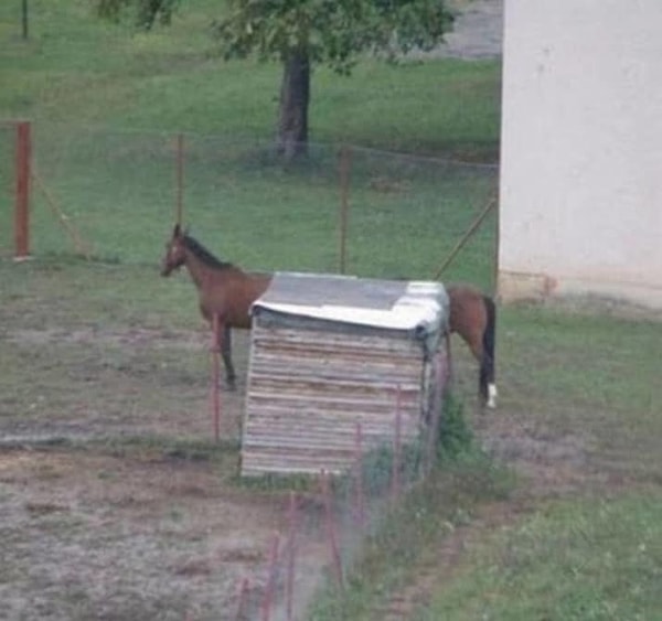 13. Вообще, с лошадьми творится что-то совсем непонятное