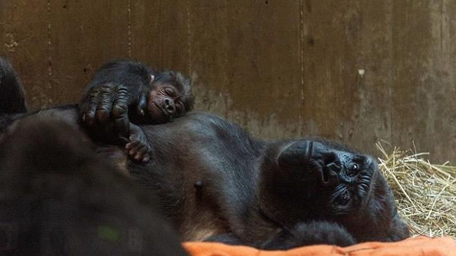 Yeni Doğum Yapan Gorilin Yavrusuna Anne Şefkati Gösterdiği Muhteşem Anlar