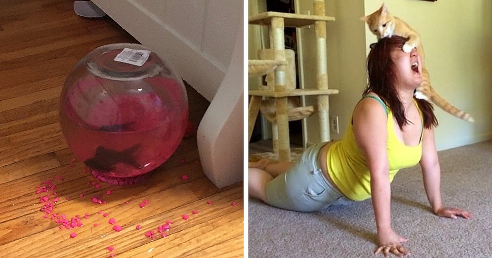 Эти кошки чинят произвол: 12 усатых-полосатых, которые вытворяют, что хотят и где хотят