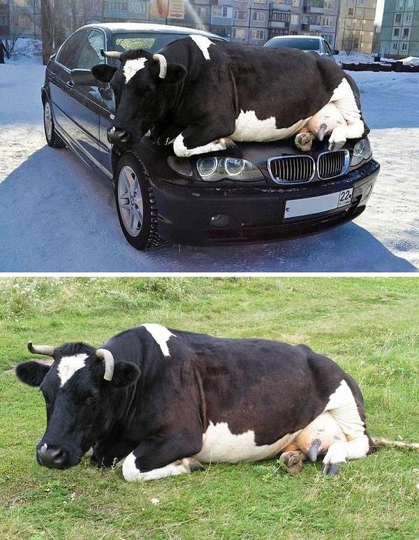 9. 2013 yılının başlarında internete bir aracın kaputunda ısınmak için yatan bu ineğin fotoğrafı paylaşıldı.