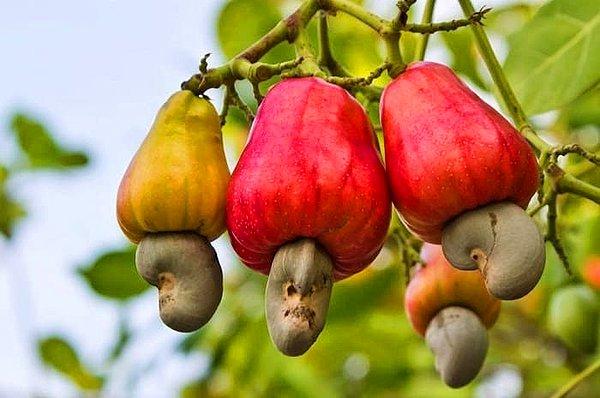 6. Kaju fıstıklarının bu tip meyvelerin üzerinde yetiştiğini biliyor muydunuz?