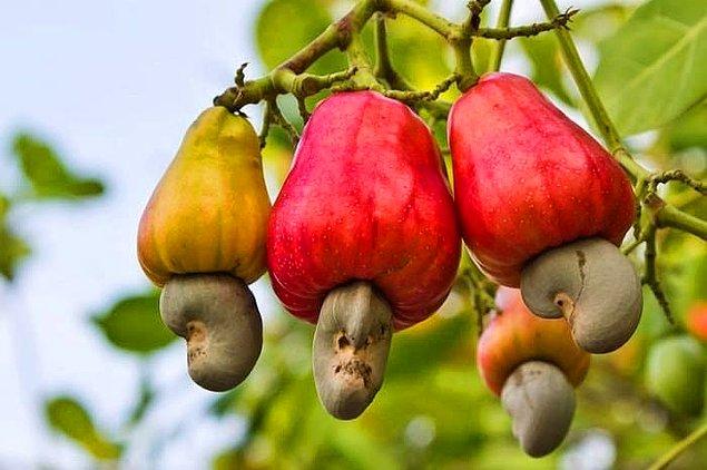 6. Kaju fıstıklarının bu tip meyvelerin üzerinde yetiştiğini biliyor muydunuz?