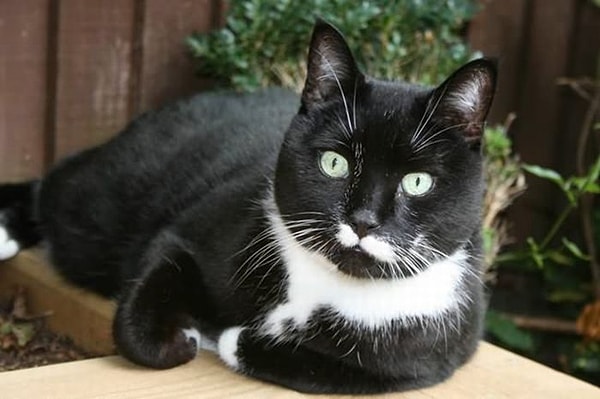 3. Кошки Гамиш, Буш, Эйлин, Коко и Тафнел