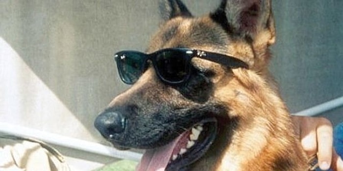 Денег куры не клюют: Самые богатые животные в мире