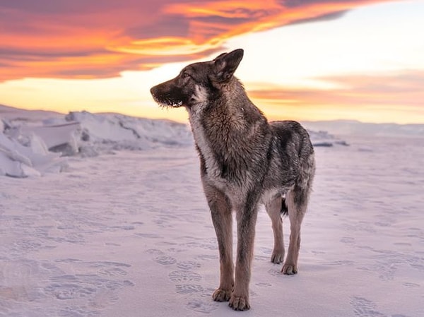 "Одинокий волк"!