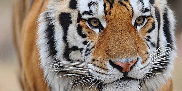 6. Что вы чувствуете, глядя на этот снимок?