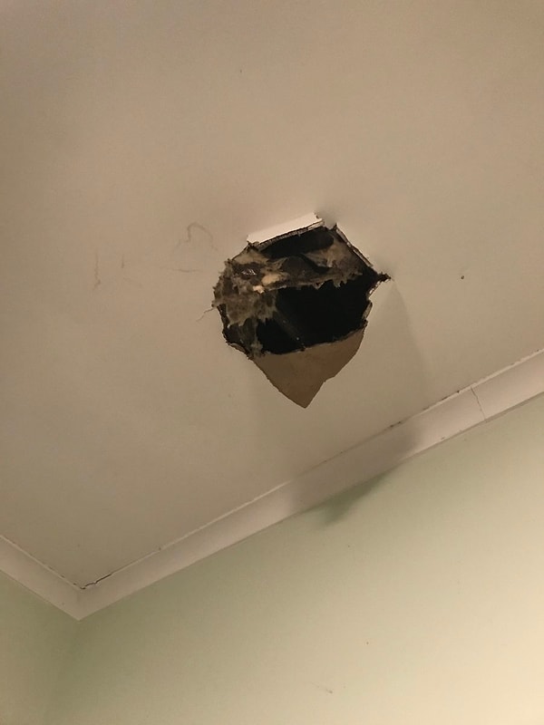 9. В потолке в комнате девушки образовалась дыра, и оттуда выпал котенок