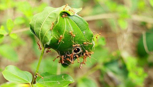 15. Avustralya dokumacı karıncaları grup halinde çalışarak bu yaprak bohçası yuvaları yaparlar.