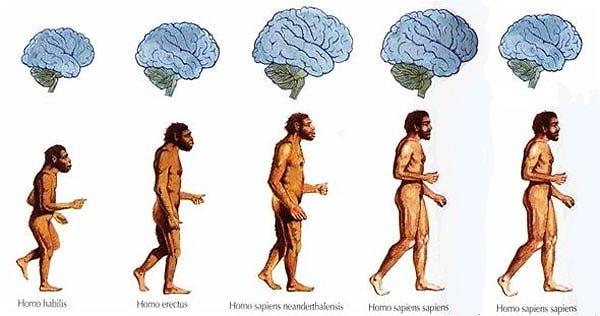 7. Evrim süresince, toplam 10 ile 20.000 yıl arasında insan beyni bir tenis topunu dolduracak miktarda küçüldü.
