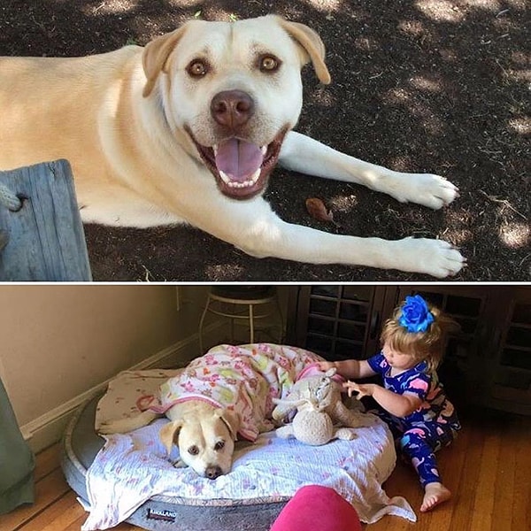 8. "Что случилось с моей собакой?"