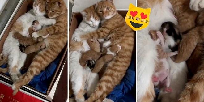 Gözlerinizden Kalpler Fışkırtacak Kedi Ailesinin Gerçek Olamayacak Kadar Güzel İlişkisi