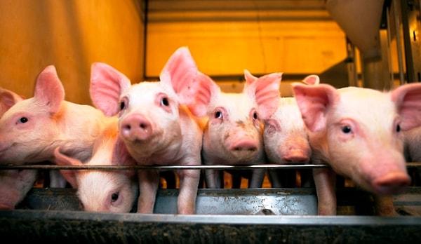 6. Danimarka, her yıl kesilen 28 milyon domuz ile dünyanın önde gelen domuz ihracatçısı ülkelerin arasında yer alıyor.