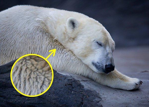 5. Kutup ayılarının kürkü aslında beyaz değil.
