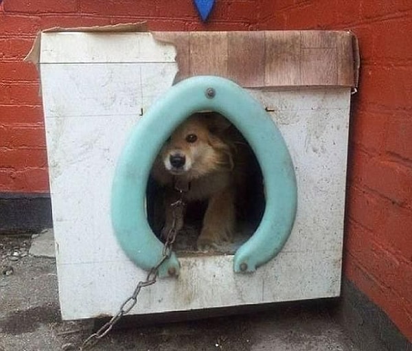 7. Пес доволен...