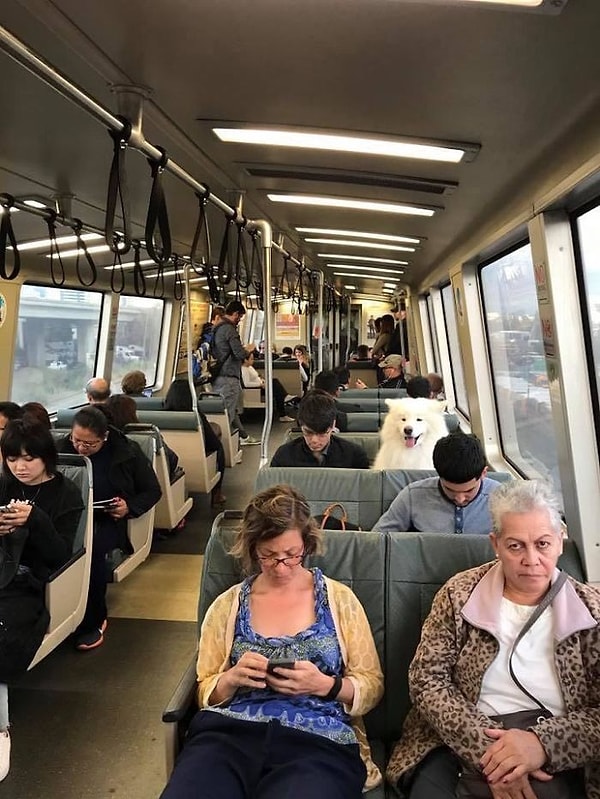 8. Всего лишь самоед, решивший прокатиться на автобусе. Ничего необычного, проходите мимо 😉