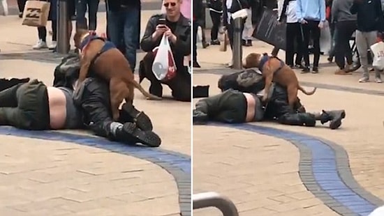 Sarhoş Kavgasına Karışan Fırsatçı Köpek