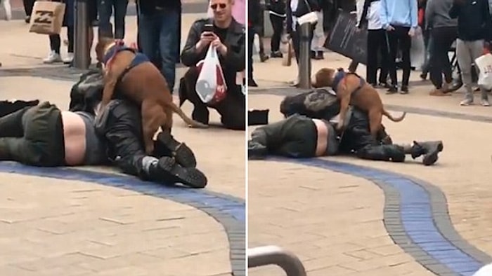Sarhoş Kavgasına Karışan Fırsatçı Köpek