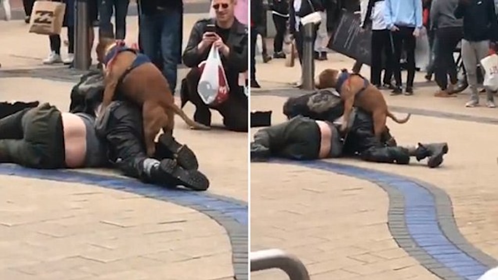 Sarhoş Kavgasına Karışan Fırsatçı Köpek