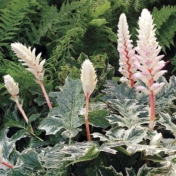 Показать правильный ответ