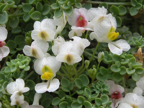 Показать правильный ответ