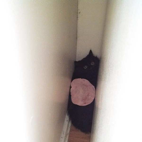 12. Вопрос даже не в том, зачем он туда залез, а в том, как на нем оказался кусок ветчины