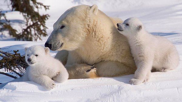 7. Bu kadar uzay bilgisi yeter. Kutup ayıları kızılötesi kameralarda görünmüyor.