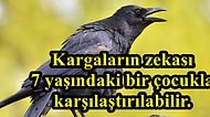 Balıkların Depresyona Girdiğini Biliyor Muydunuz? Tüylerinizi Ürpertecek 22 Bilgi