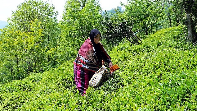 'Fındık, bal ve çay üzerine yatırım yapmak istiyorlar'