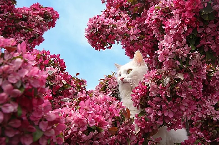 Yüzmeyi Seven Tek Kedi Türü ve Canlı Kültür Miraslarımızdan Biri: Van Kedisi!