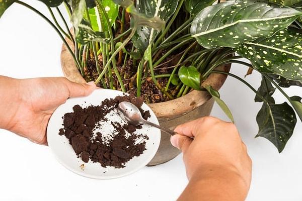 15. Kahve artıklarınız hem bitkilerinize gübre olur, hem yararlı böcekleri kendine çeker hem de zararlı böcekleri uzak tutar.