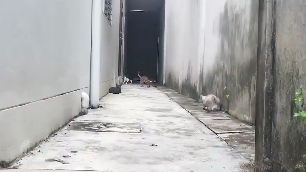 Pusuya Düşürülen Kedinin Efsane Kaçışı