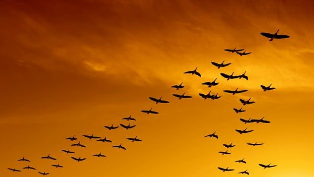 10. Tüm navigasyon çeşitleri çalışmayı durdururdu.