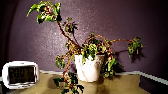 Time Lapse Görüntüler ile Suyla Hayat Bulan Çiçeğin Muhteşem Anları