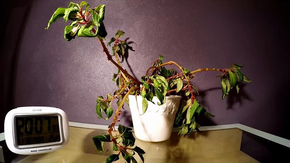 Time Lapse Görüntüler ile Suyla Hayat Bulan Çiçeğin Muhteşem Anları