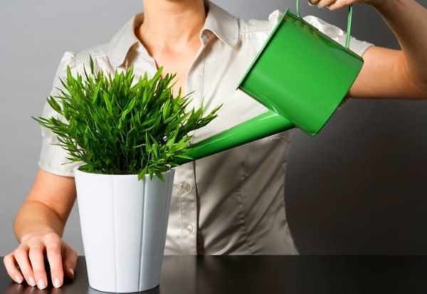 18. Сосед напротив просит вас полить цветы, пока он будет в отпуске. Выручите соседа?