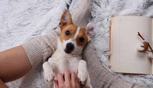 В жизни вам не хватает домашнего любимца!