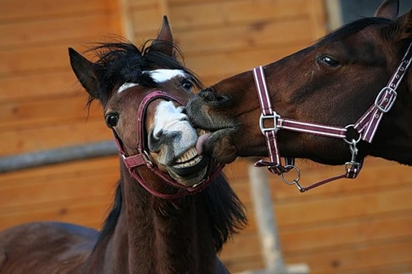 8. Какова продолжительность жизни лошадей?