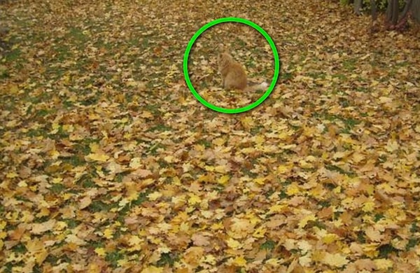 Посмотреть правильный ответ: