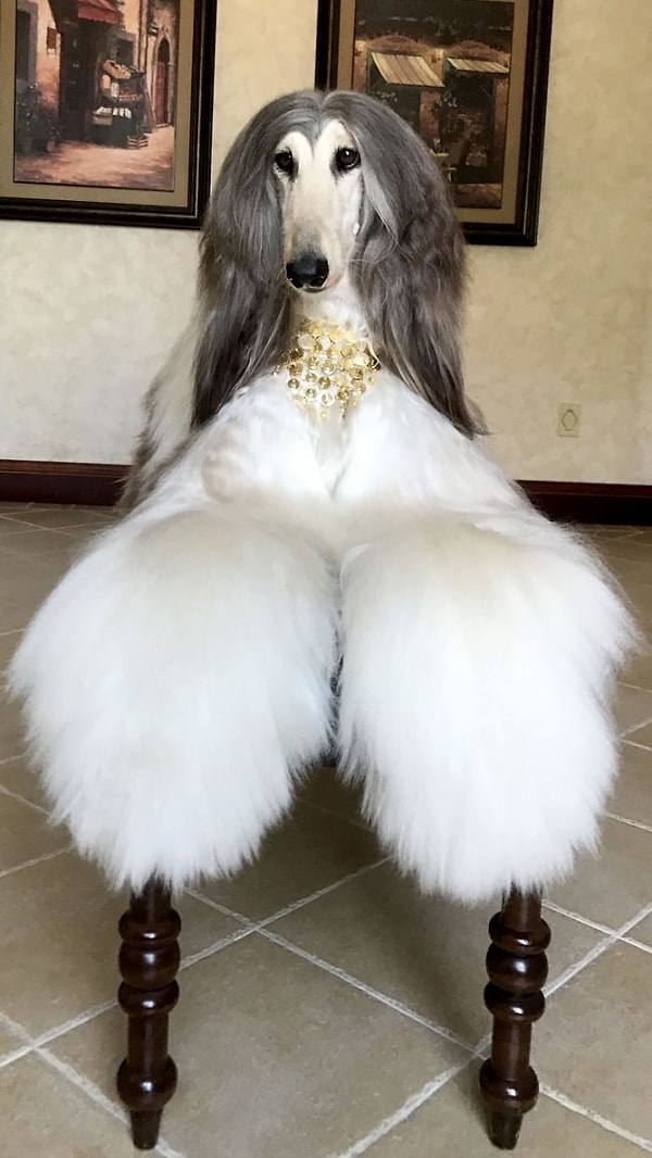 3. Кевин утверждает, что когда их с Баттлом пути пересеклись, он сразу понял, что перед ним одна из самых красивых собак на Земле.